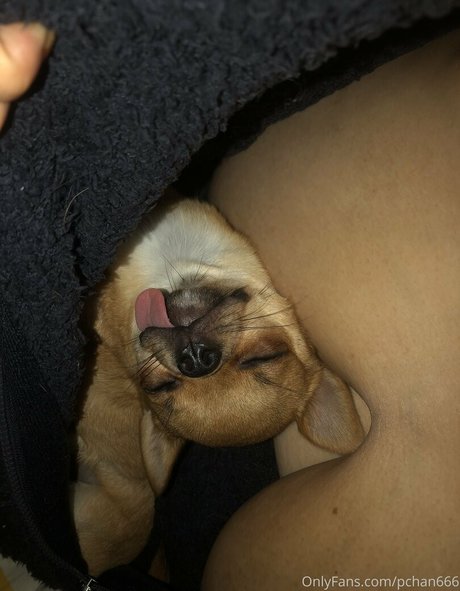 Pchan666