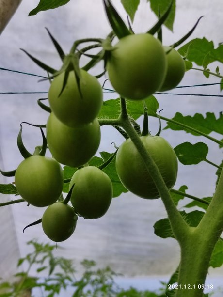 Agriculture Valley  Stiven Guzman