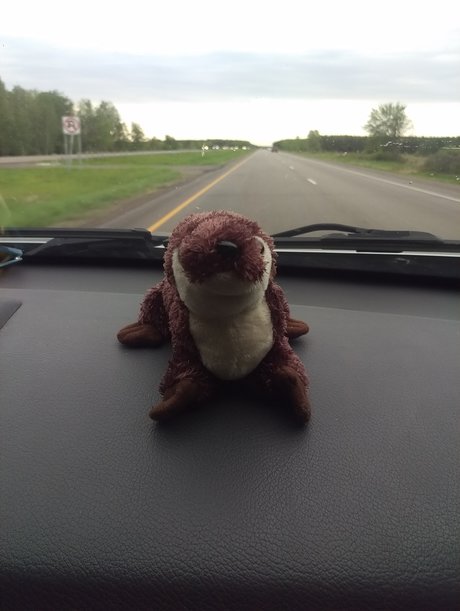 Otter On A Roadtrip