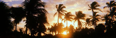 Ssbbw Celestica Backup