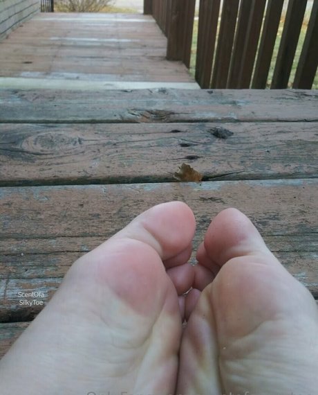 Scentofasilkytoe