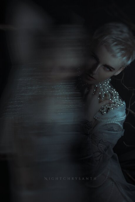 Freenightchrysanth